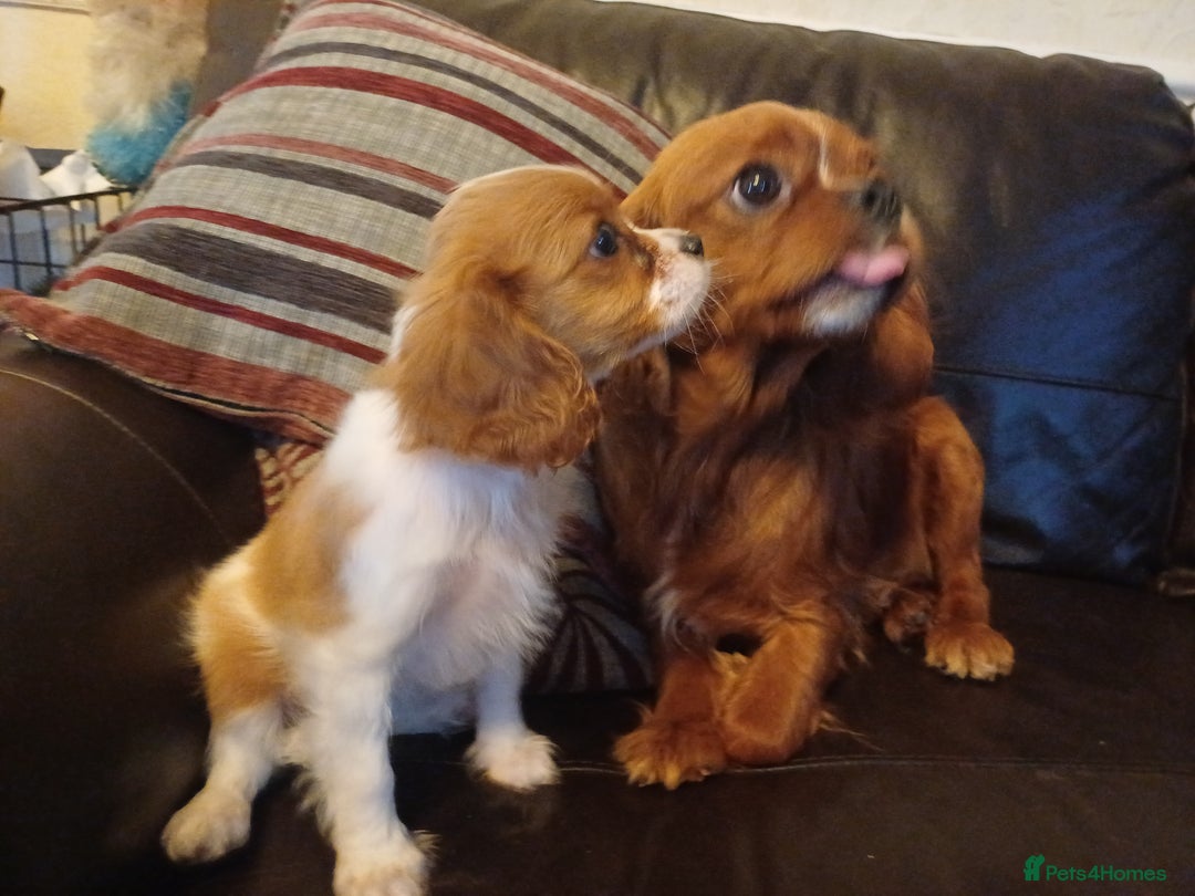 Cavalier King Charles Spaniel dogs for sale: READY kc, health tested girl - Image 9