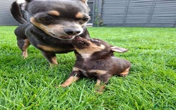 Chihuahua dogs for sale: 4 stunning chocolate and tan chihuahua puppys. - Image 11