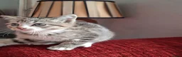 British Shorthair cats for sale: Gorgeous kittens! - Advert 17
