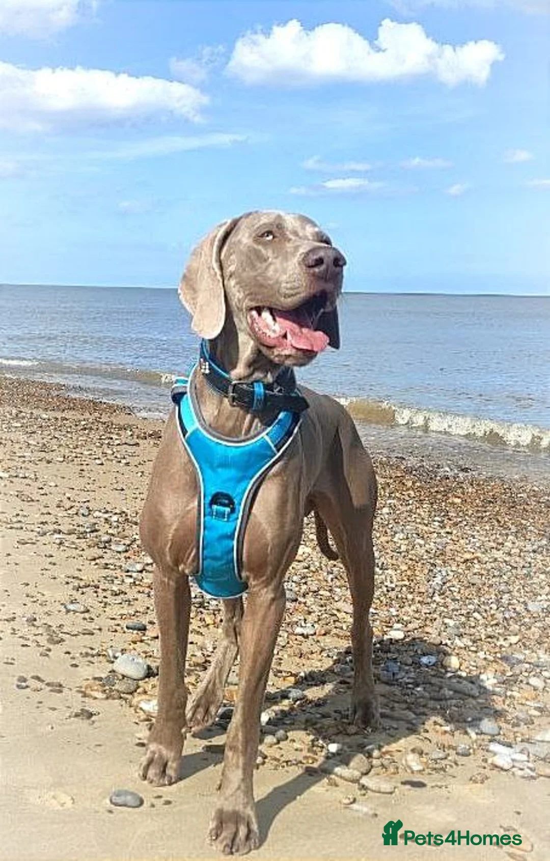 Weimaraner dogs for stud: 🌟Superb🌟Proven🌟Hip Scored🌟KC in Woodbridge - Advert 36