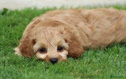 Cockapoo dogs for sale: Beautiful F1 Cockapoo puppies for sale - Image 31