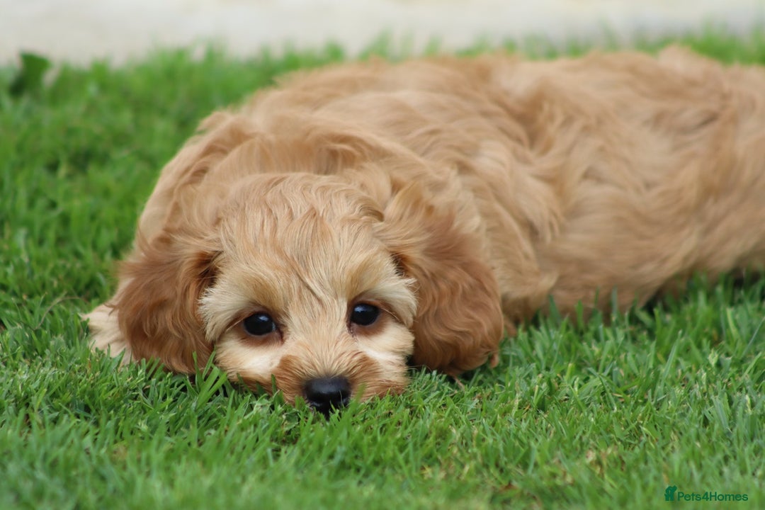 Cockapoo dogs for sale: Beautiful F1 Cockapoo puppies for sale - Image 31