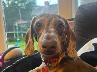 Dachshund dogs Male Dashound for sale - Advert 2