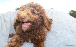 Labradoodle dogs for sale: ✔️The work has been done choose your breeder right - Image 5