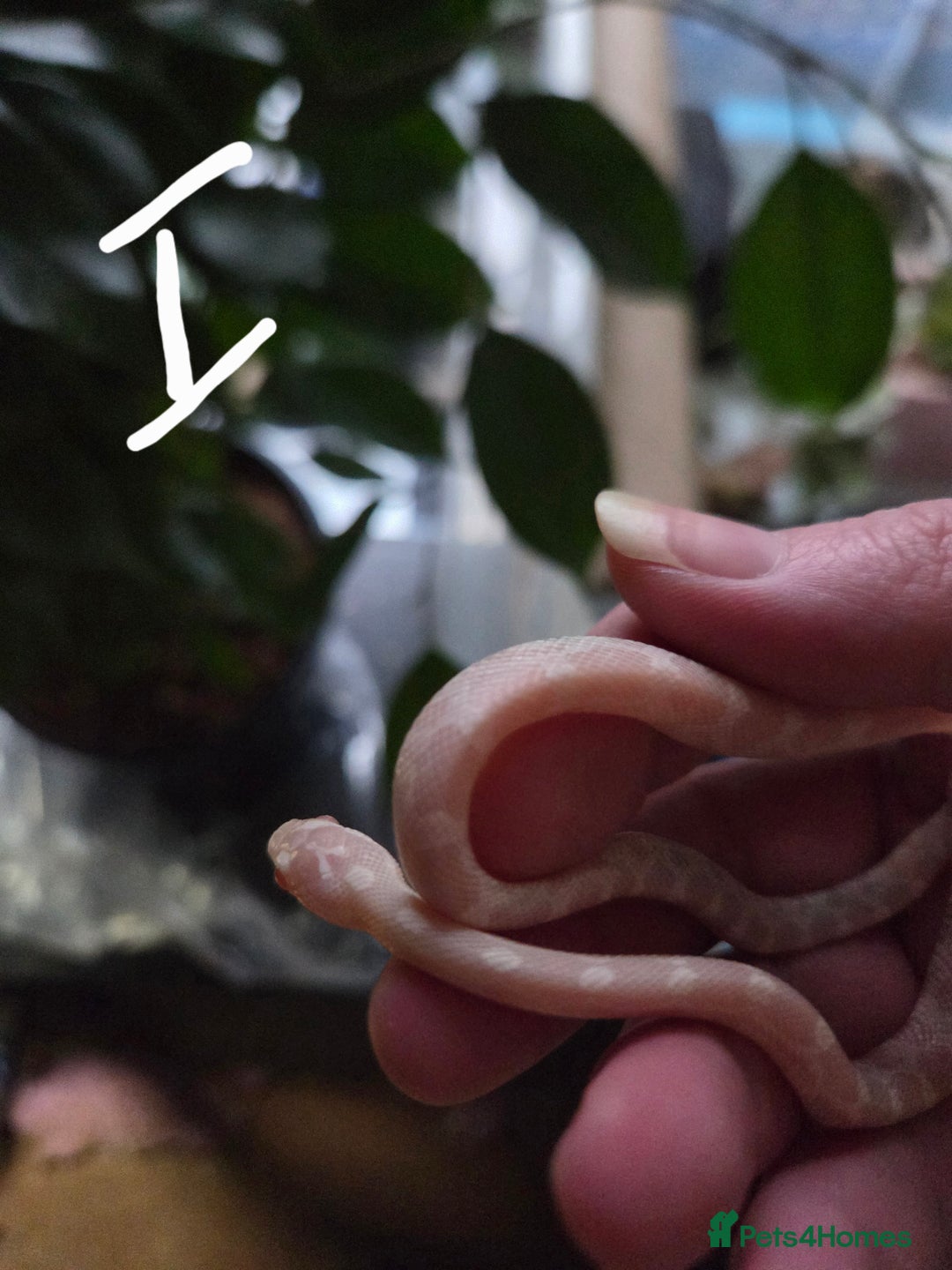 Corn Snake reptiles for sale: Hatchling Corn Snakes Snows CB25 - Advert 4