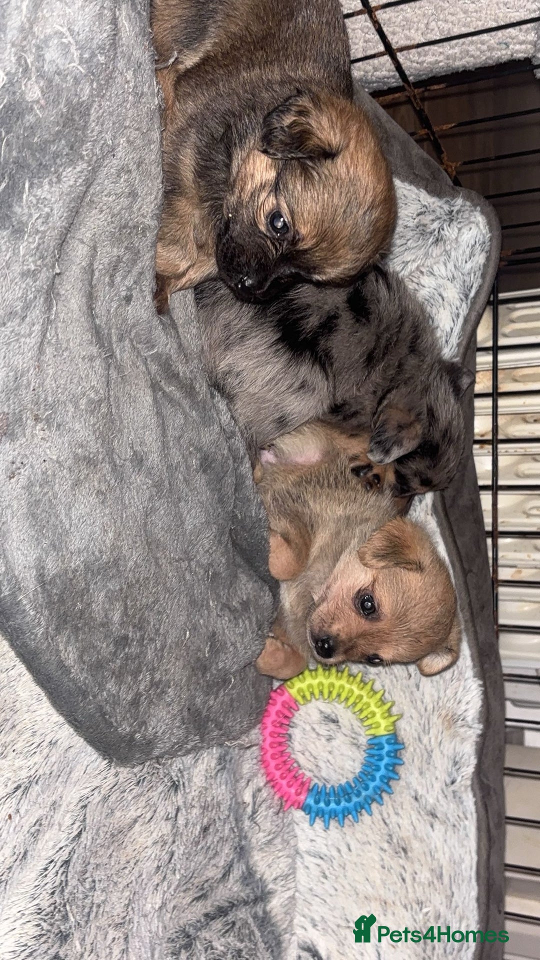 Chihuahua dogs for sale: MERLE CHIHUAHUAS 🐶 2 BOYS 1 GIRL STILL AVAILABLE - Advert 4
