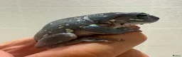 Frog reptiles for sale: Whites tree frog juveniles sub adult  - Advert 3