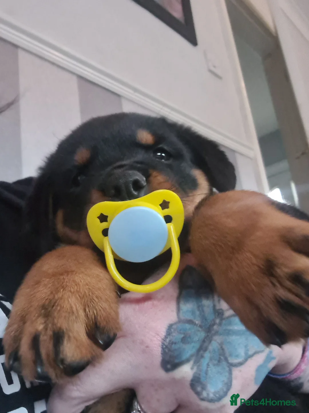 Rottweiler dogs for sale: Stunning ruby  - Advert 17