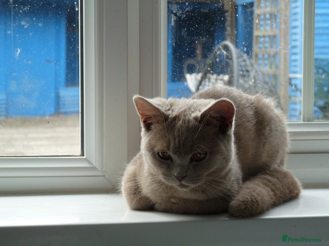 British Shorthair cats for sale: britsh short hair kittens  in Orpington - Image 26