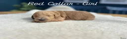 Standard Poodle dogs for sale: Apricot Standard Poodle Puppies  - Advert 12
