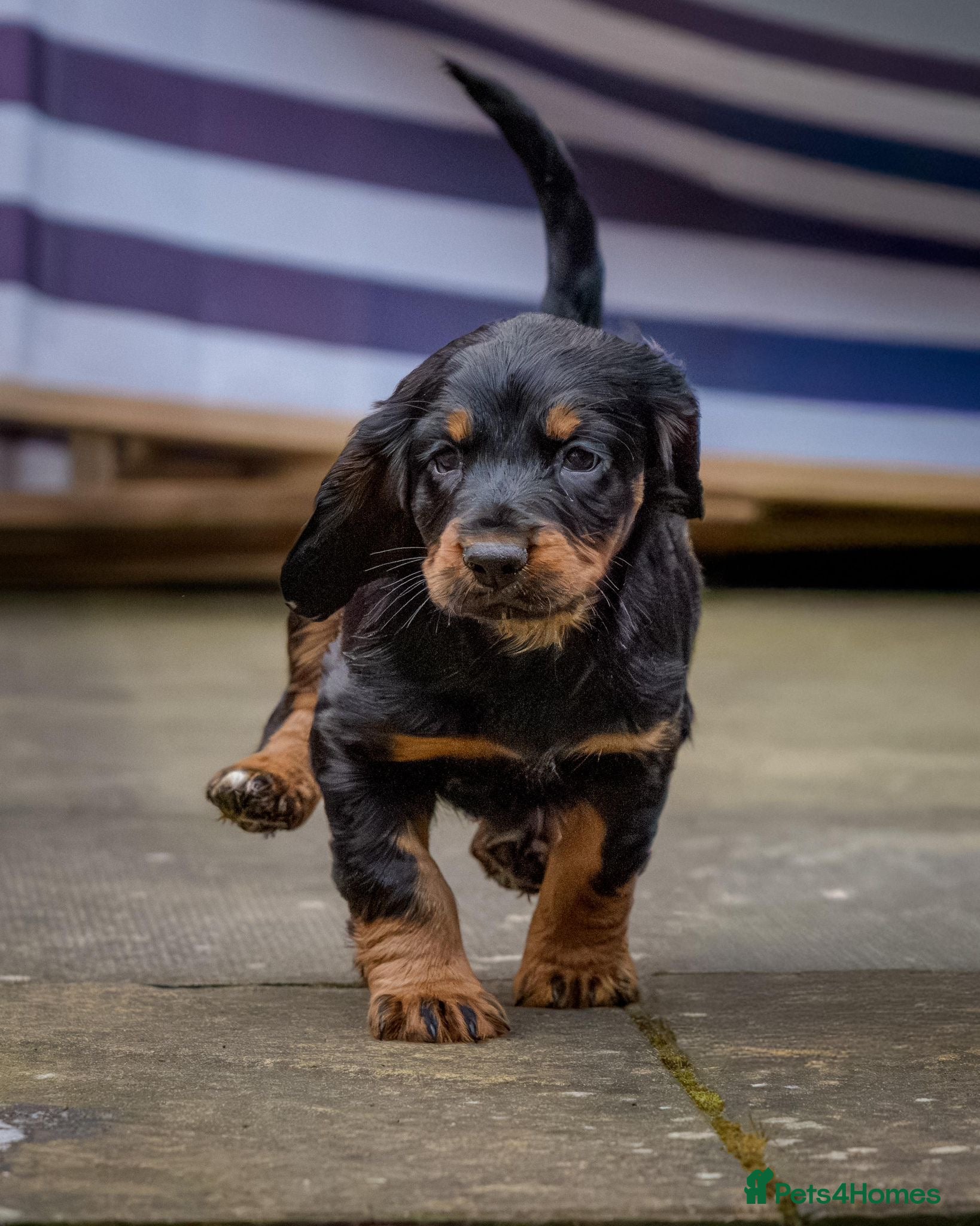 Sprocker dogs Last 2 (1 male and female). pups ready to go now.  - Advert 10