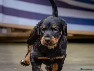 Sprocker dogs Last 2 (1 male and female). pups ready to go now. - Advert 10