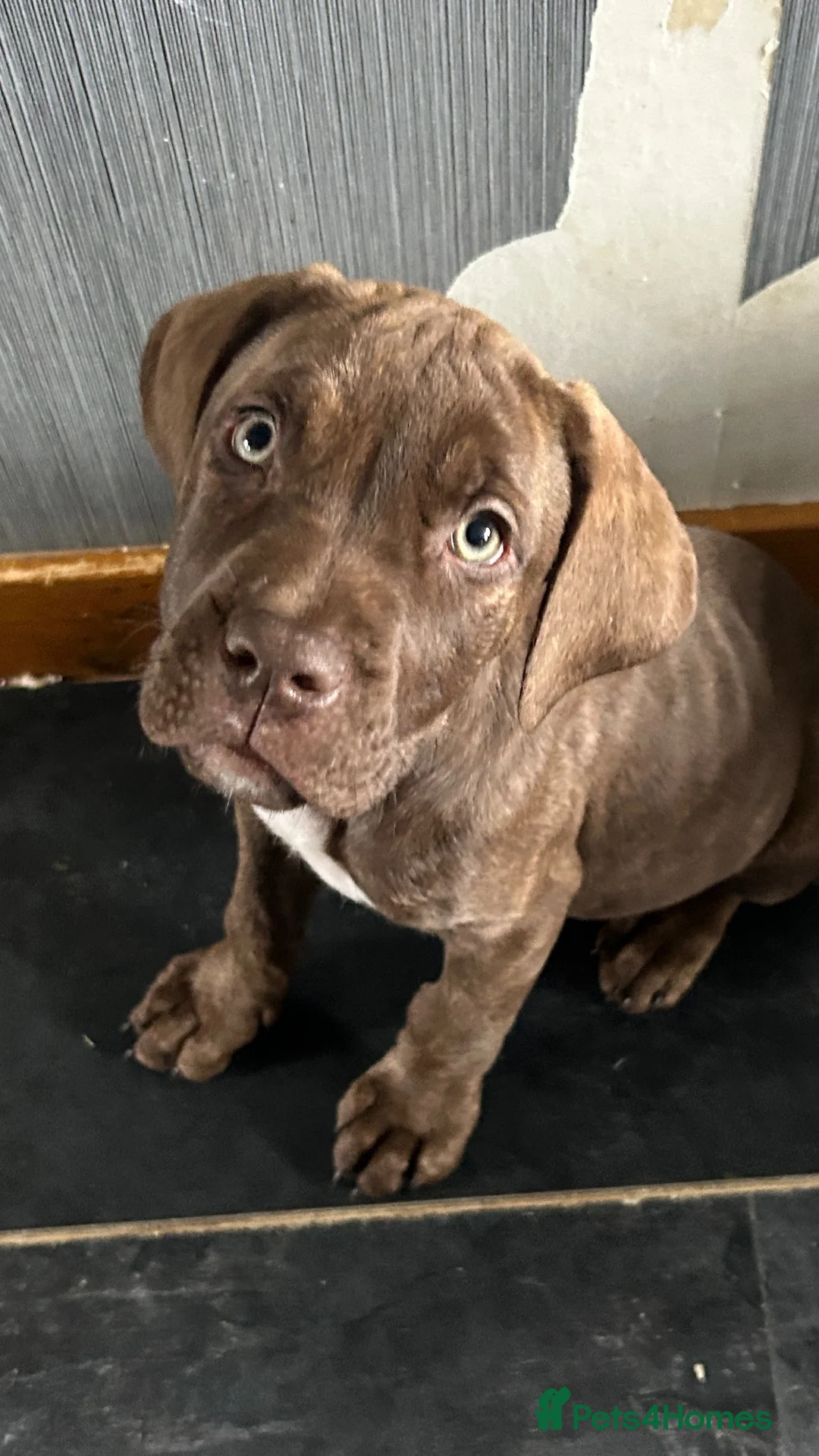 Mixed Breed dogs for sale: 3 aborable pups looking for there forever homes  - Advert 8