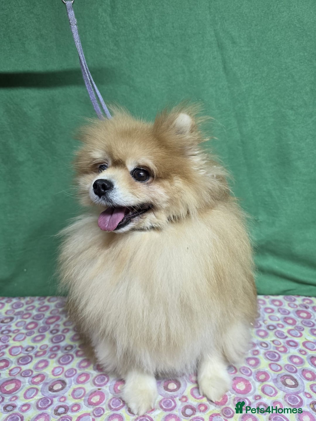 Pomeranian dogs for adoption: PEACHES – Pomeranian (Female) - Advert 2