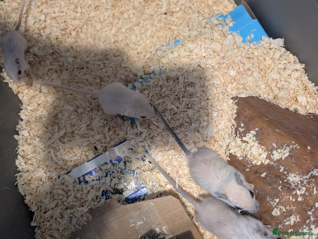 Gerbil rodents for sale: Baby gerbils mixed sex - Image 7