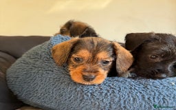 Dachshund dogs for sale: Wire haired dachshund puppies  - Advert 6