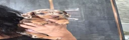 Miniature Dachshund dogs for sale: Chocolate dapple miniature Dachshund  - Advert 19
