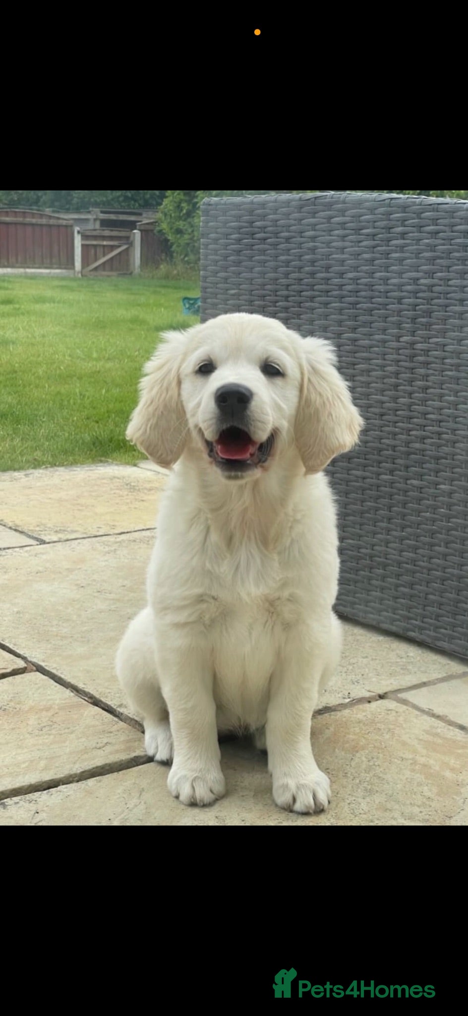 Golden Retriever dogs Superb Golden Retriever Kennel Club Registered  - Advert 2