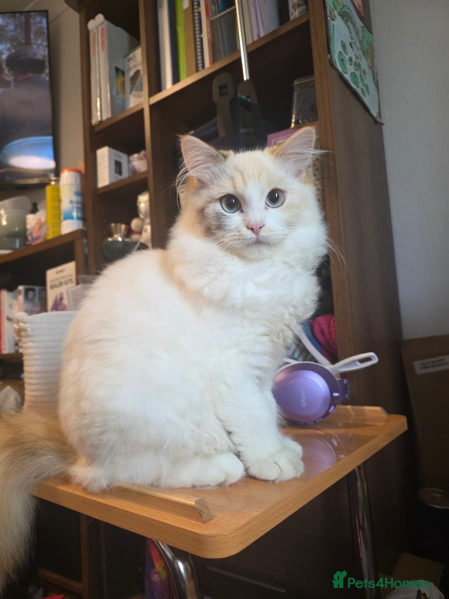 Mixed Breed cats Kitten for rehoming - Advert 5