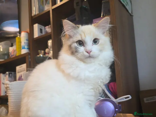 Mixed Breed cats Kitten for rehoming - Advert 5