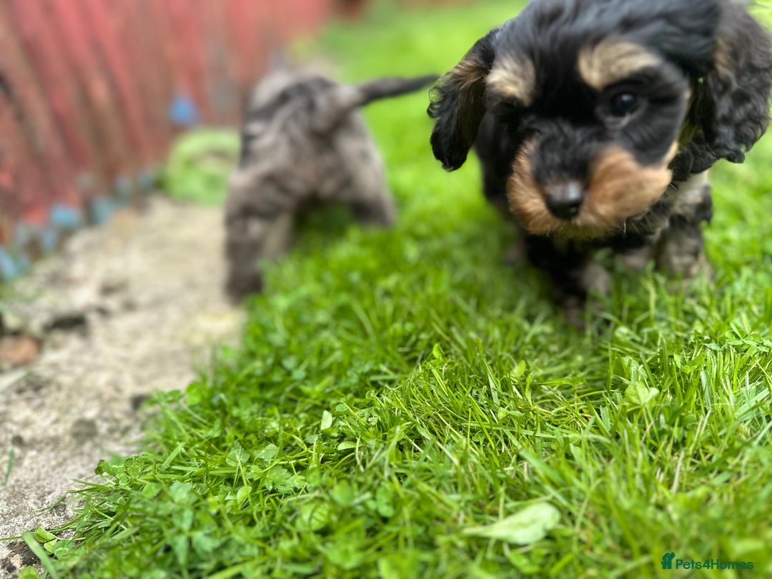 Cavapoo dogs for sale: Top Class Cavapoo pups double vaccinated! - Image 16