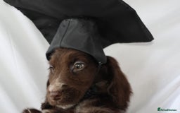 Cocker Spaniel dogs for sale: Championline Cocker Spaniel - Advert 23