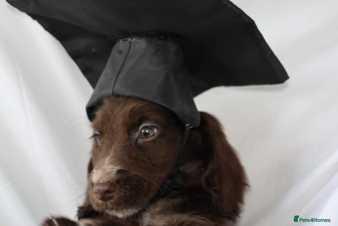 Cocker Spaniel dogs for sale: Championline Cocker Spaniel - Advert 23