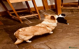 Welsh Corgi Pembroke dogs for sale: 2 Tri/KC girls from health tested parents - Image 6