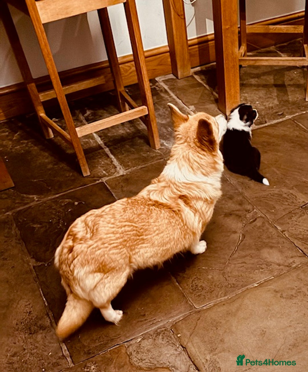 Welsh Corgi Pembroke dogs for sale: 2 Tri/KC girls from health tested parents - Image 6