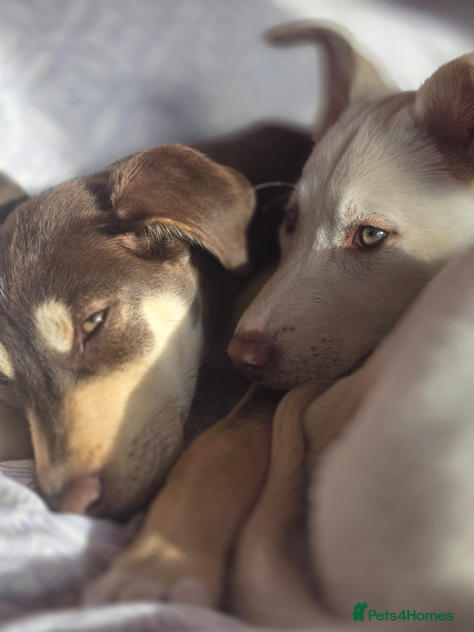 Mixed Breed dogs EUROHOUND / SIBERIAN HUSKY HYBRID PUPPIES  - Advert 6