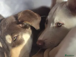 Mixed Breed dogs EUROHOUND / SIBERIAN HUSKY HYBRID PUPPIES - Advert 5