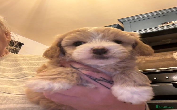 Maltipoo dogs - Advert 4