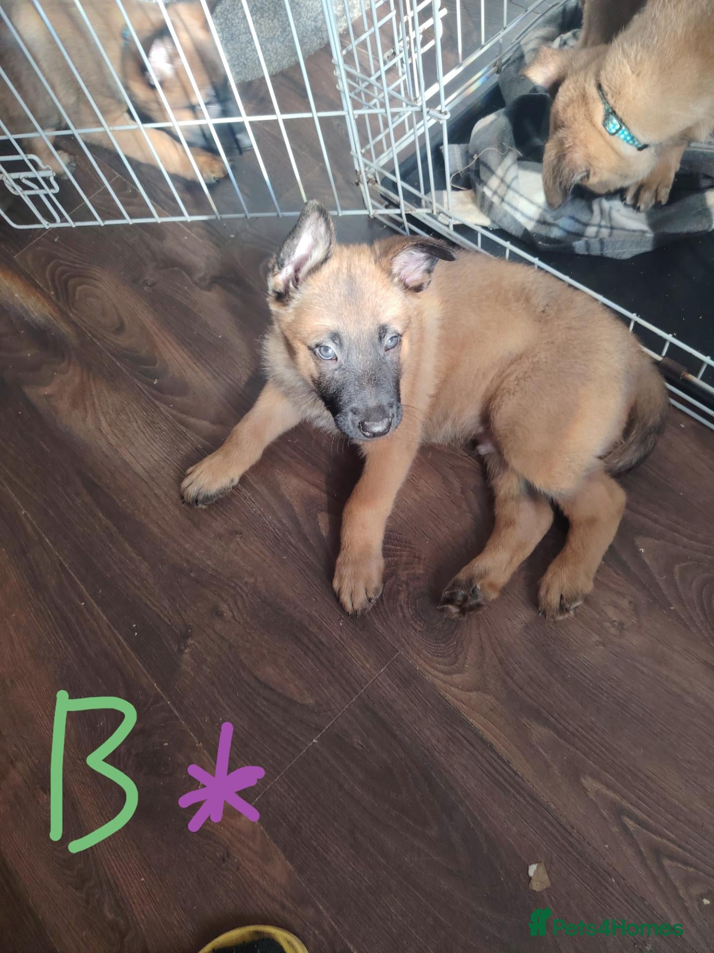 Belgian Shepherd Dog dogs for sale: Belgian malinois x Dutch herder - Advert 2