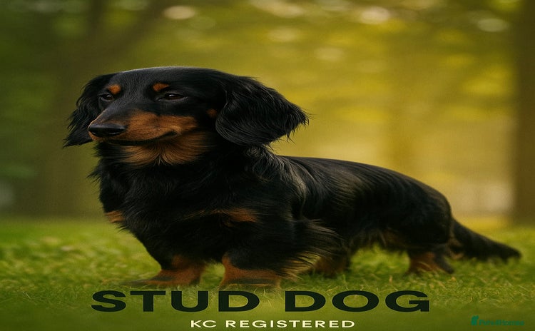 Miniature Dachshund dogs - Advert 4