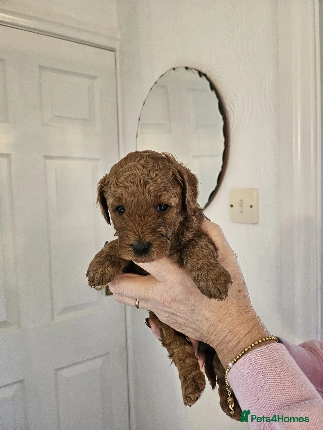 Mixed Breed dogs for sale: F1B Cockapoo Puppies – KC Toy Poodle Sired in Halifax - Advert 32