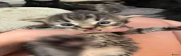 Maine Coon cats for sale: 5 Cross Maine Coon kittens for sale  - Advert 17