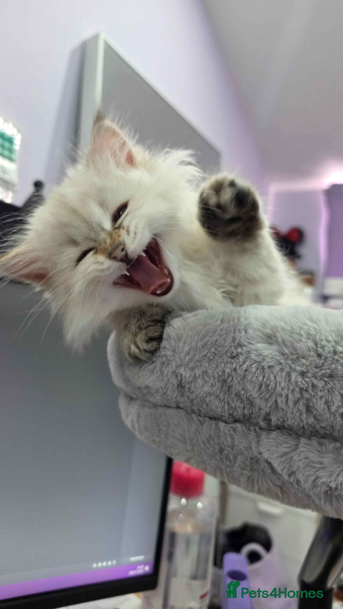 Siberian cats Purebred Siberian Kittens Indoor & Catio Home - Advert 7