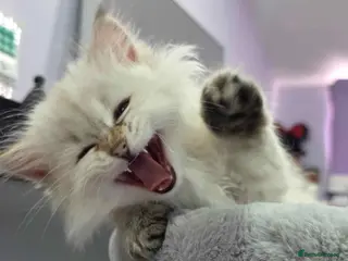 Siberian cats Purebred Siberian Kittens Indoor & Catio Home - Advert 6
