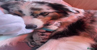 Australian Shepherd dogs - Advert 8