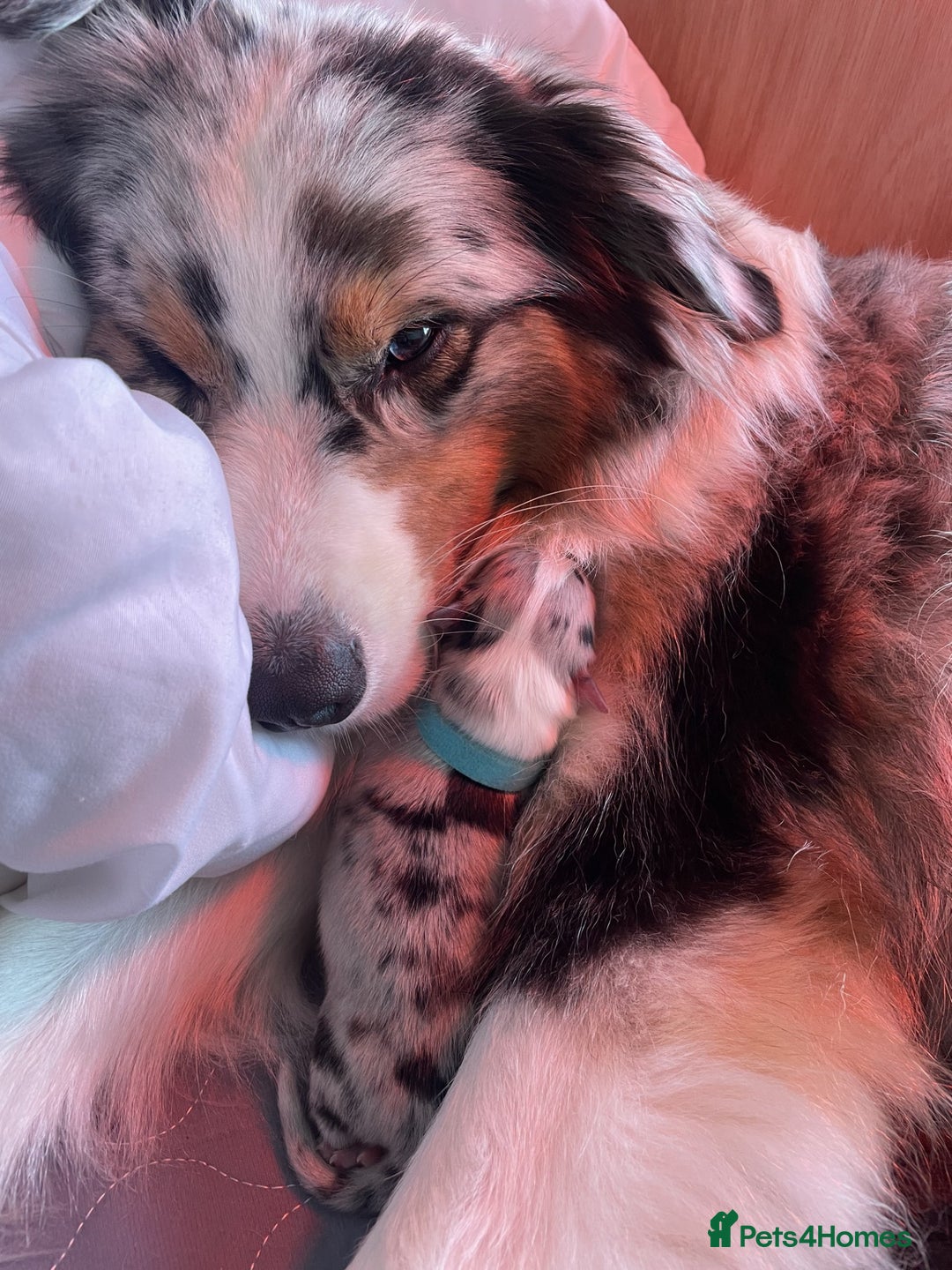 Australian Shepherd dogs for sale: Exceptional Australian Shepherd Puppies - Image 2