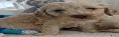 Cockapoo Puppy 2