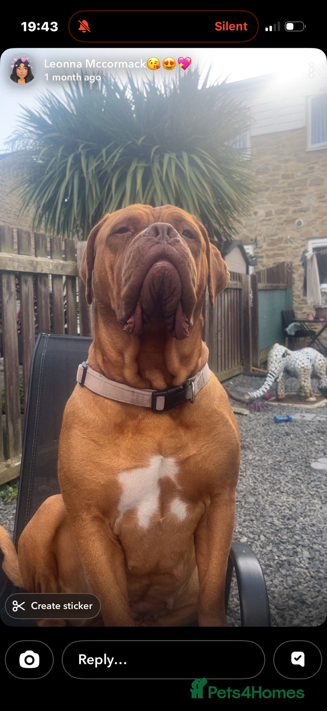 Dogue De Bordeaux dogs for sale: 2 BITCHES!LEFTFULL PEDIGREE 🦁 dogue de Bordeaux  - Advert 17