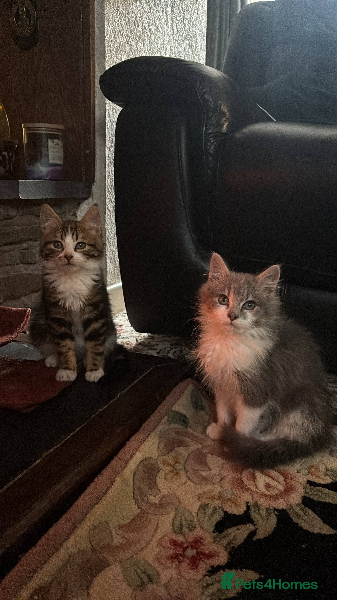 Mixed Breed cats Gorgeous kittens - Advert 5