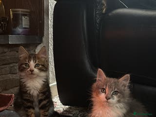 Mixed Breed cats Gorgeous kittens - Advert 5