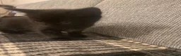Mixed Breed cats for sale: Beautiful kittens for sale  - Advert 2