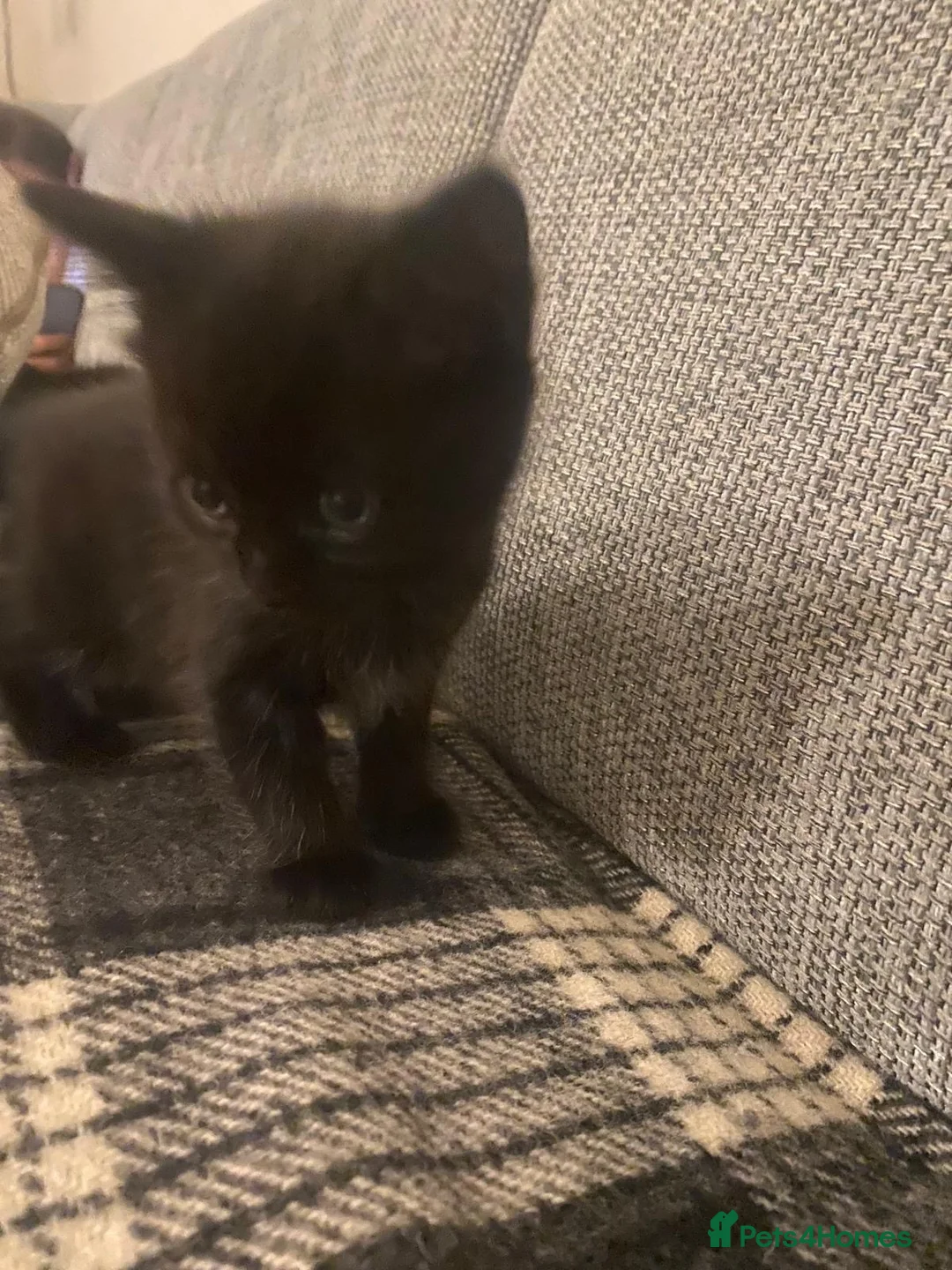 Mixed Breed cats for sale: Beautiful kittens for sale  - Advert 2