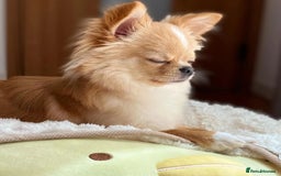 Chihuahua dogs for sale: Beautiful Puppy Bella Looking for a Loving Home - Image 7
