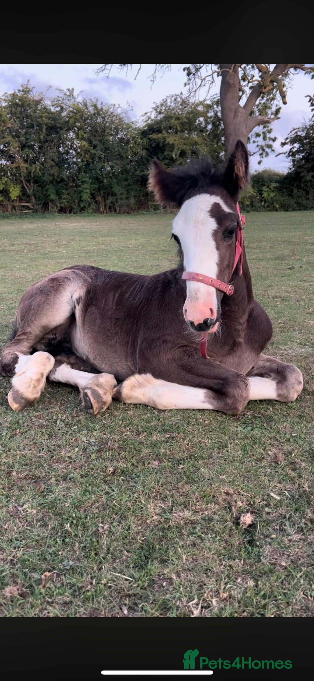 Irish Cob horses for sale: Filly for full loan or sale  - Advert 11