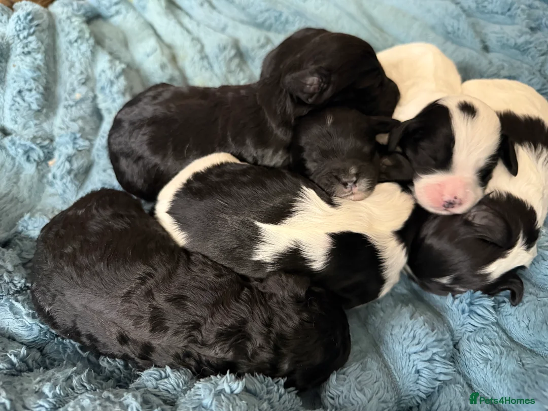 Cockapoo dogs for sale: Gorgeous cockapoo puppies in Pontypridd - Advert 2