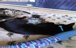 Domestic Shorthair cats for sale: Beautiful kittens looking for, forever homes. - Image 12